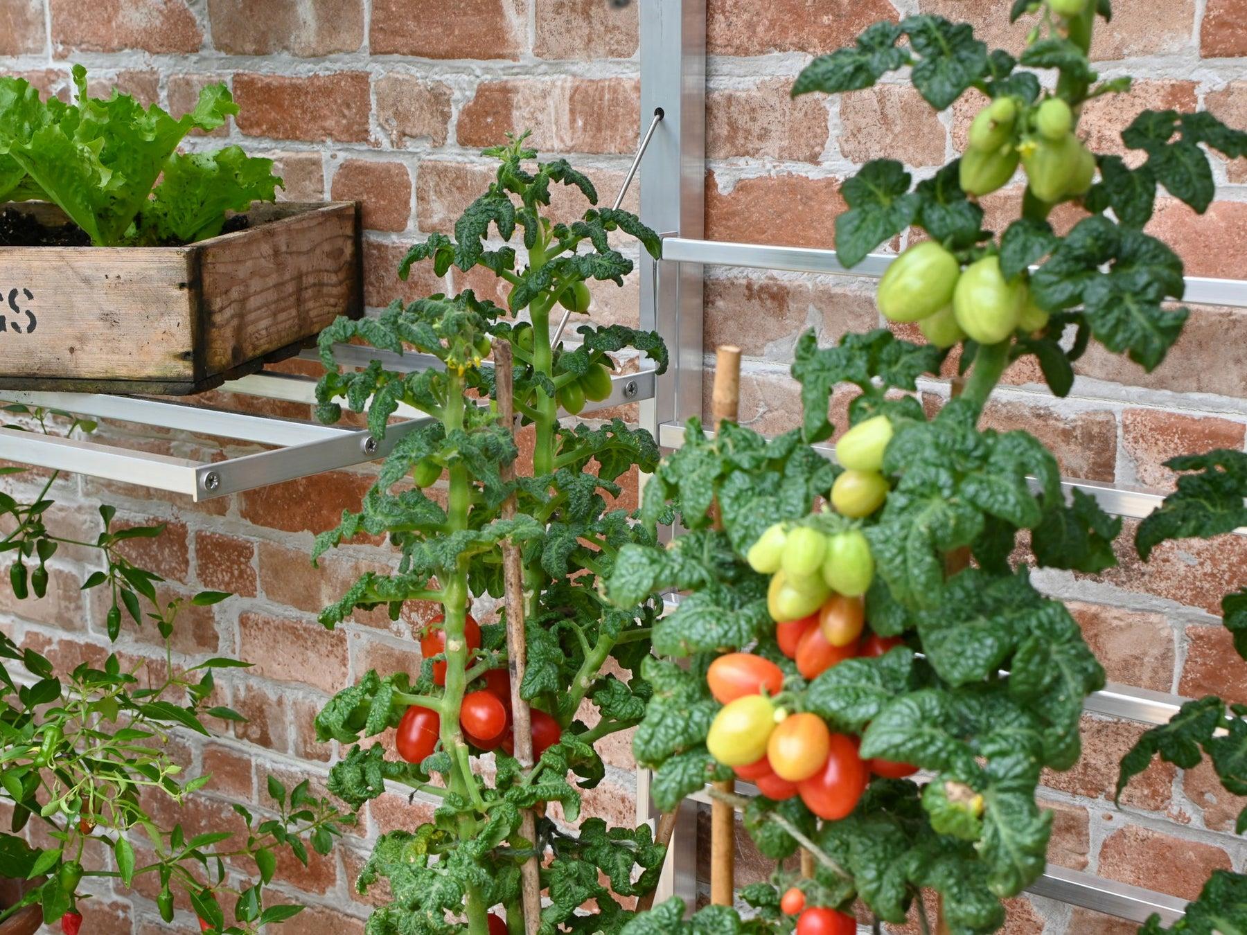 5" Hampton Greenhouse