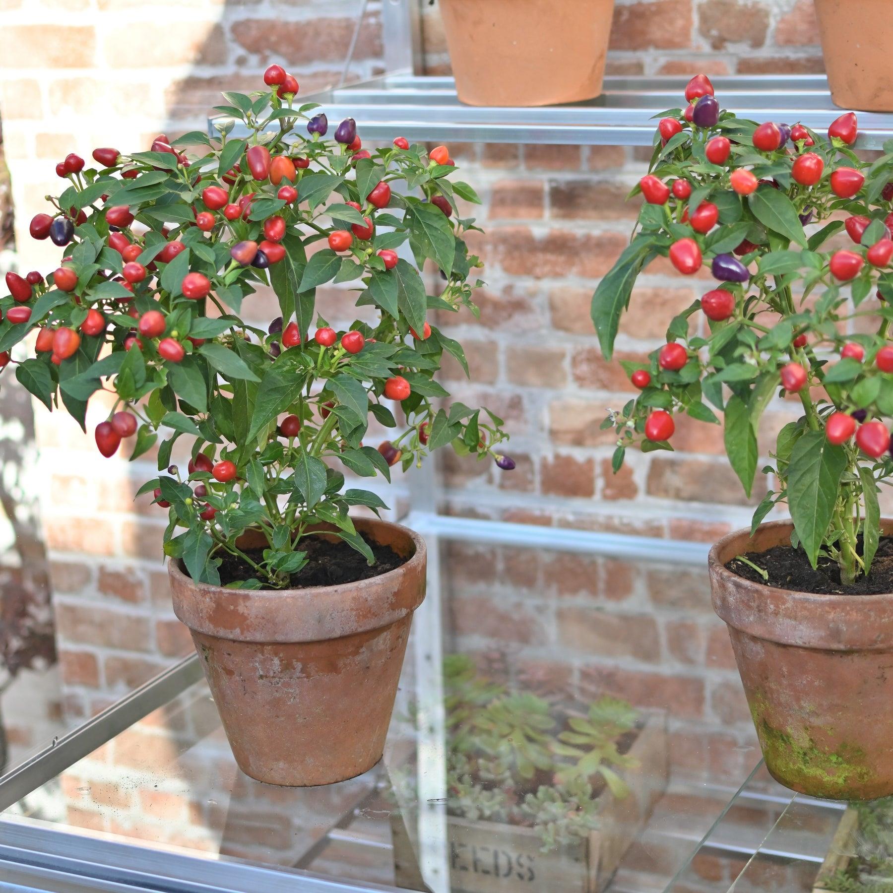 5" Hampton-D Greenhouse