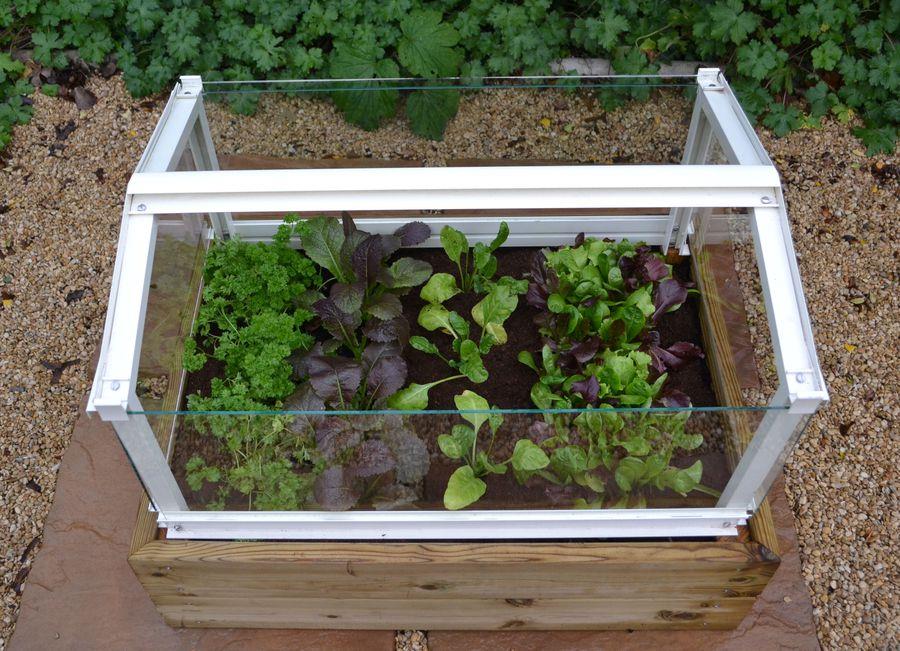 Herb and Salad Cloche Planter