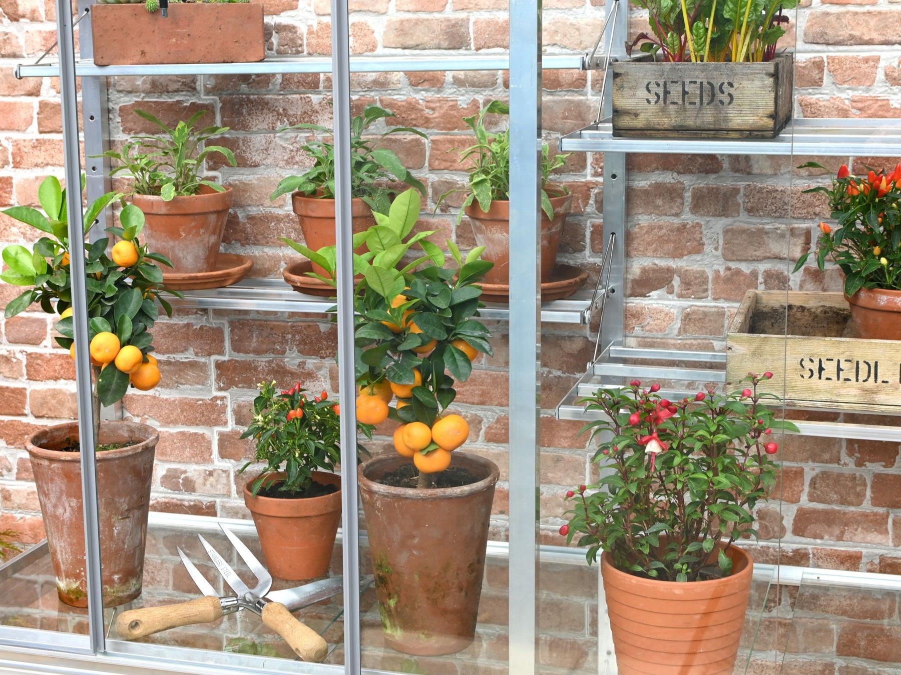 5" Hampton Greenhouse