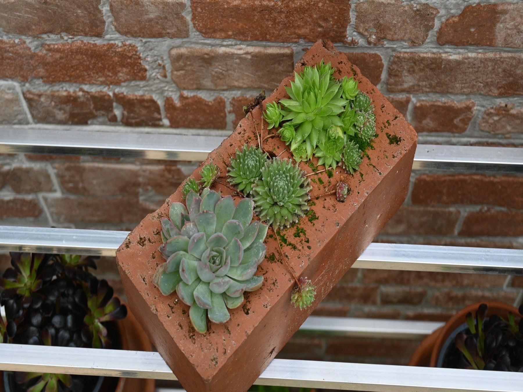 5" 1/2 Westminster Greenhouse