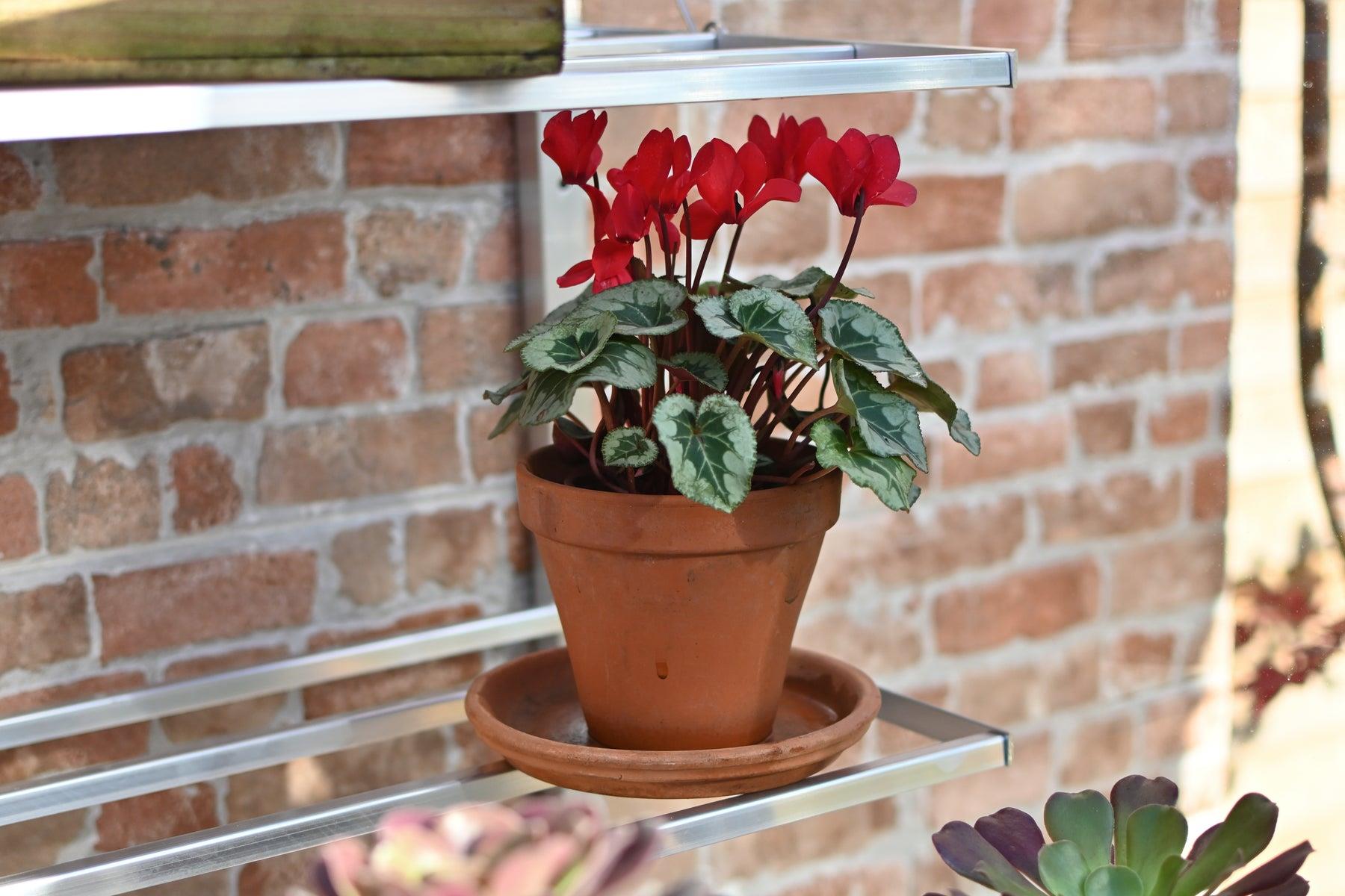 5" Hampton-D Greenhouse