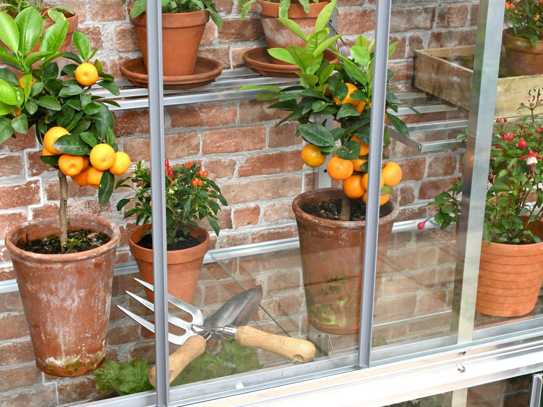 5" Hampton Greenhouse