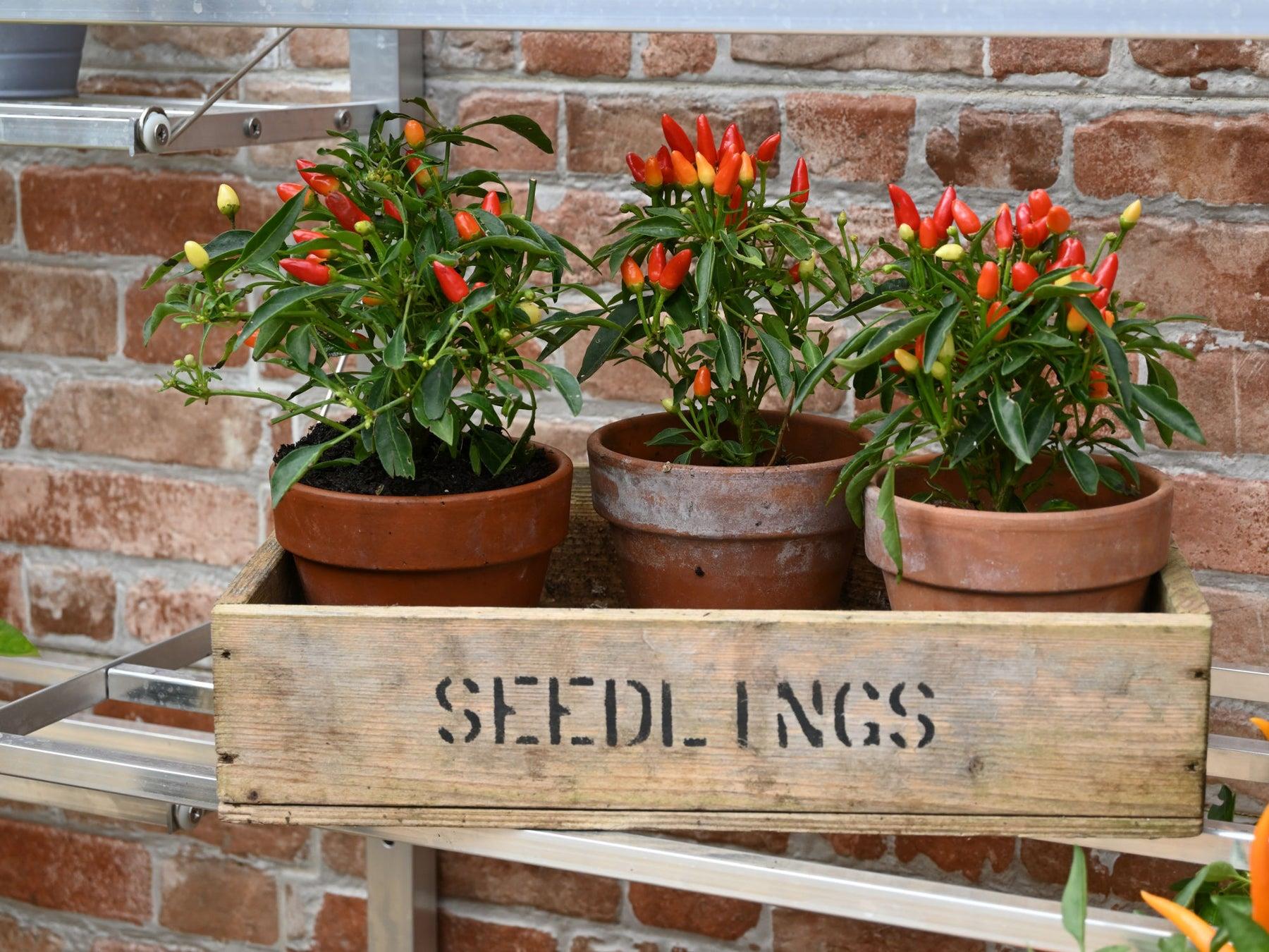 5" Harlow Greenhouse