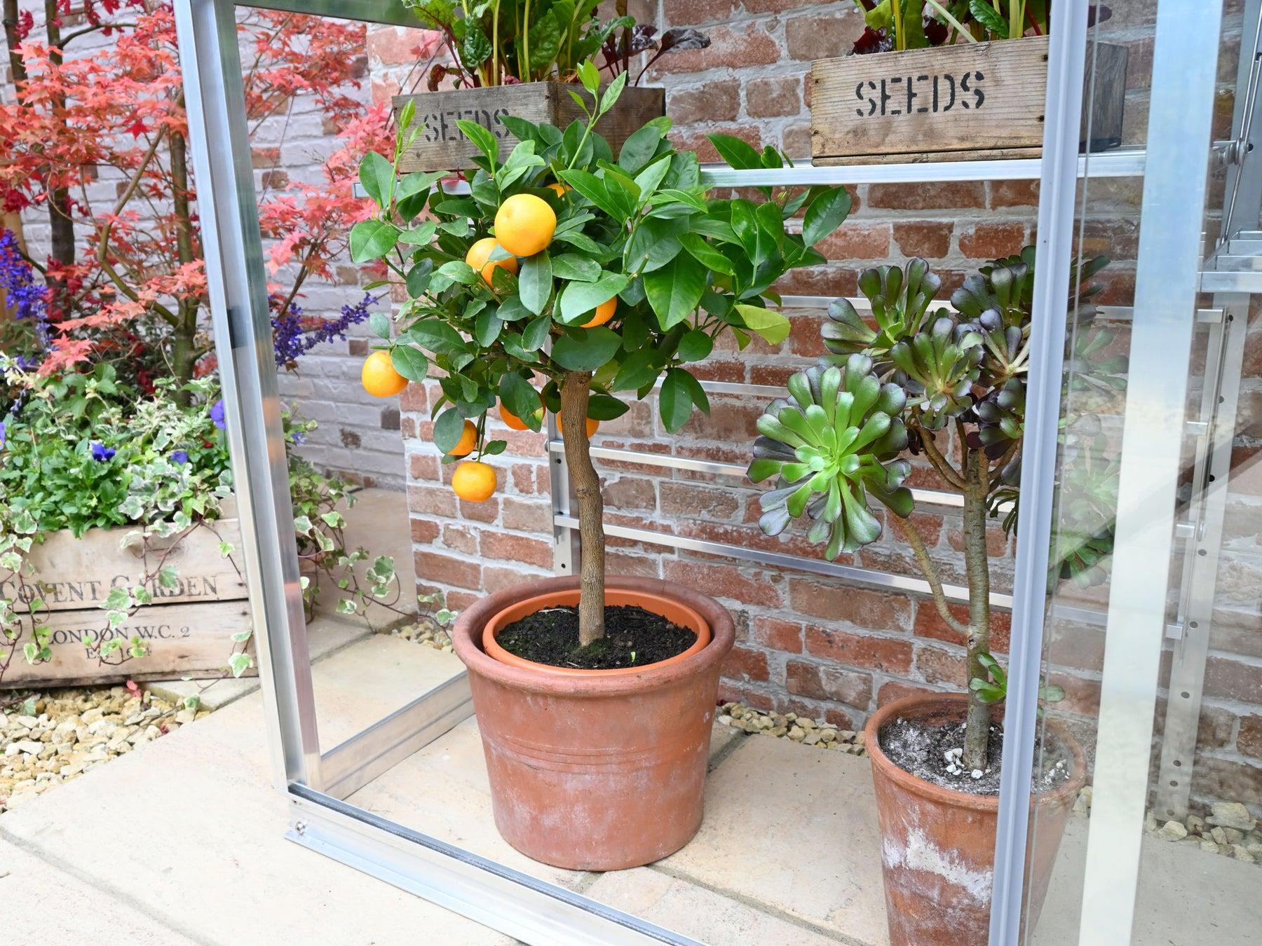 5" Harewood Greenhouse