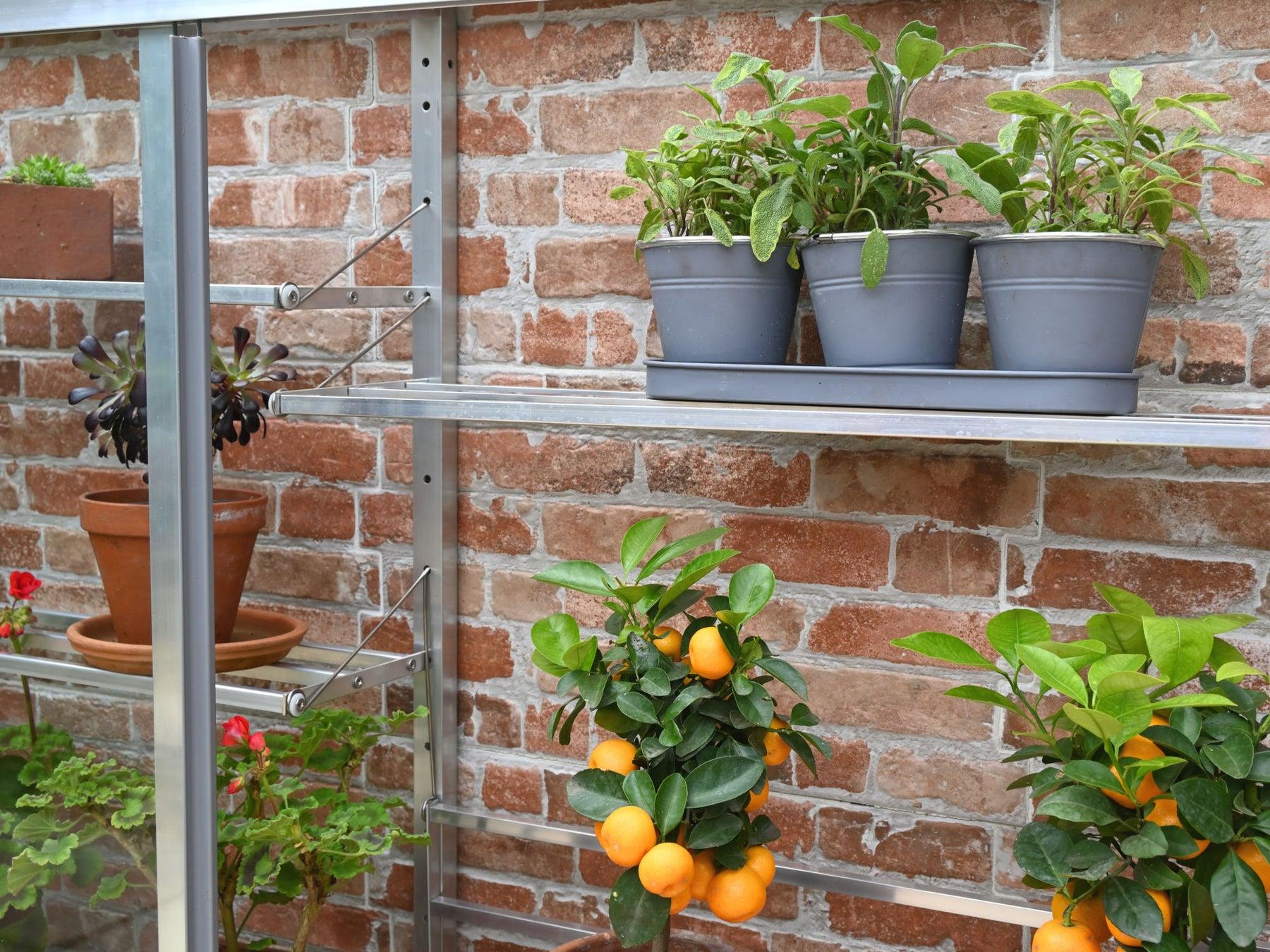 5" 1/2 Westminster Greenhouse