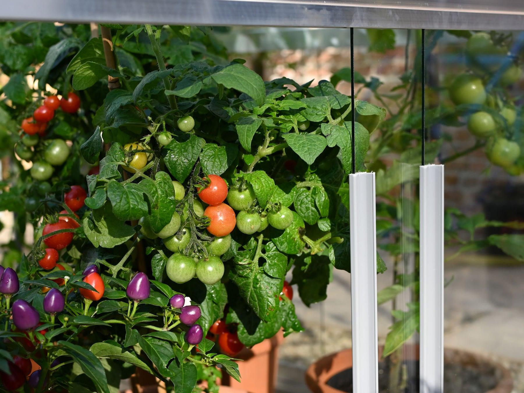 Double Tomato House