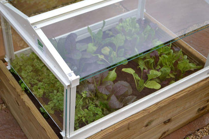 Herb and Salad Cloche Planter