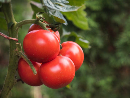 Double Tomato House