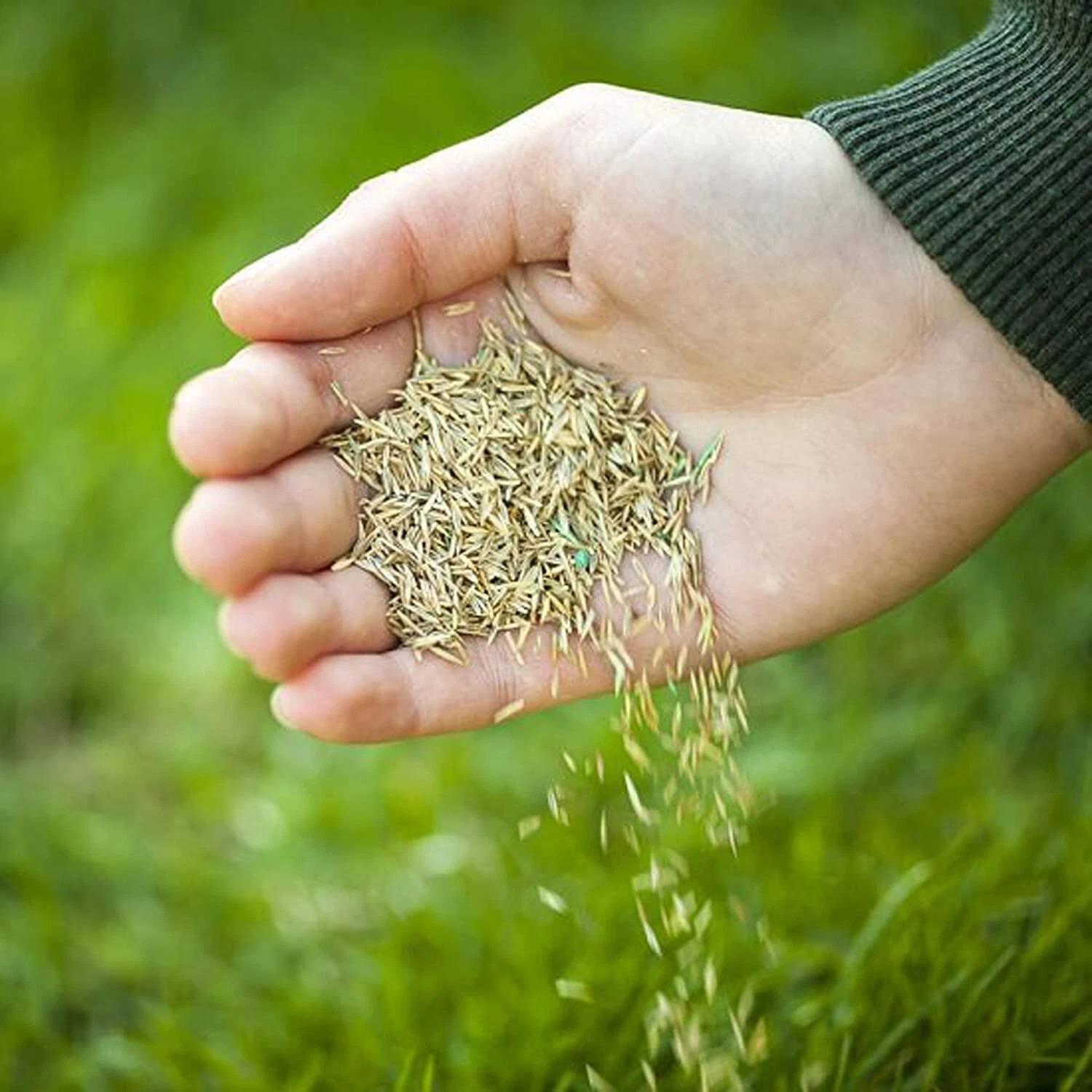 G Plants 1Kg Grass Seed Speedy Seed