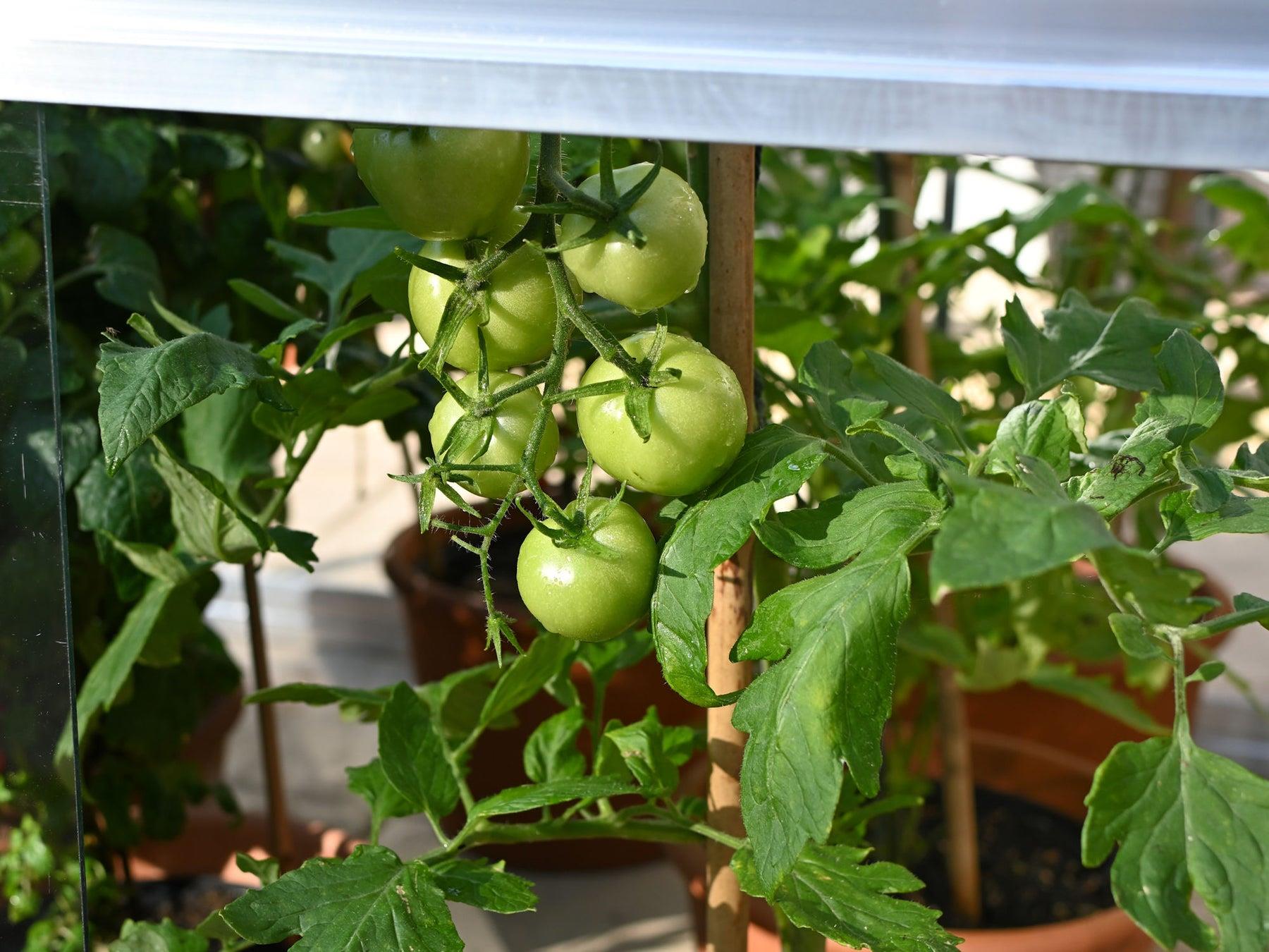 Double Tomato House