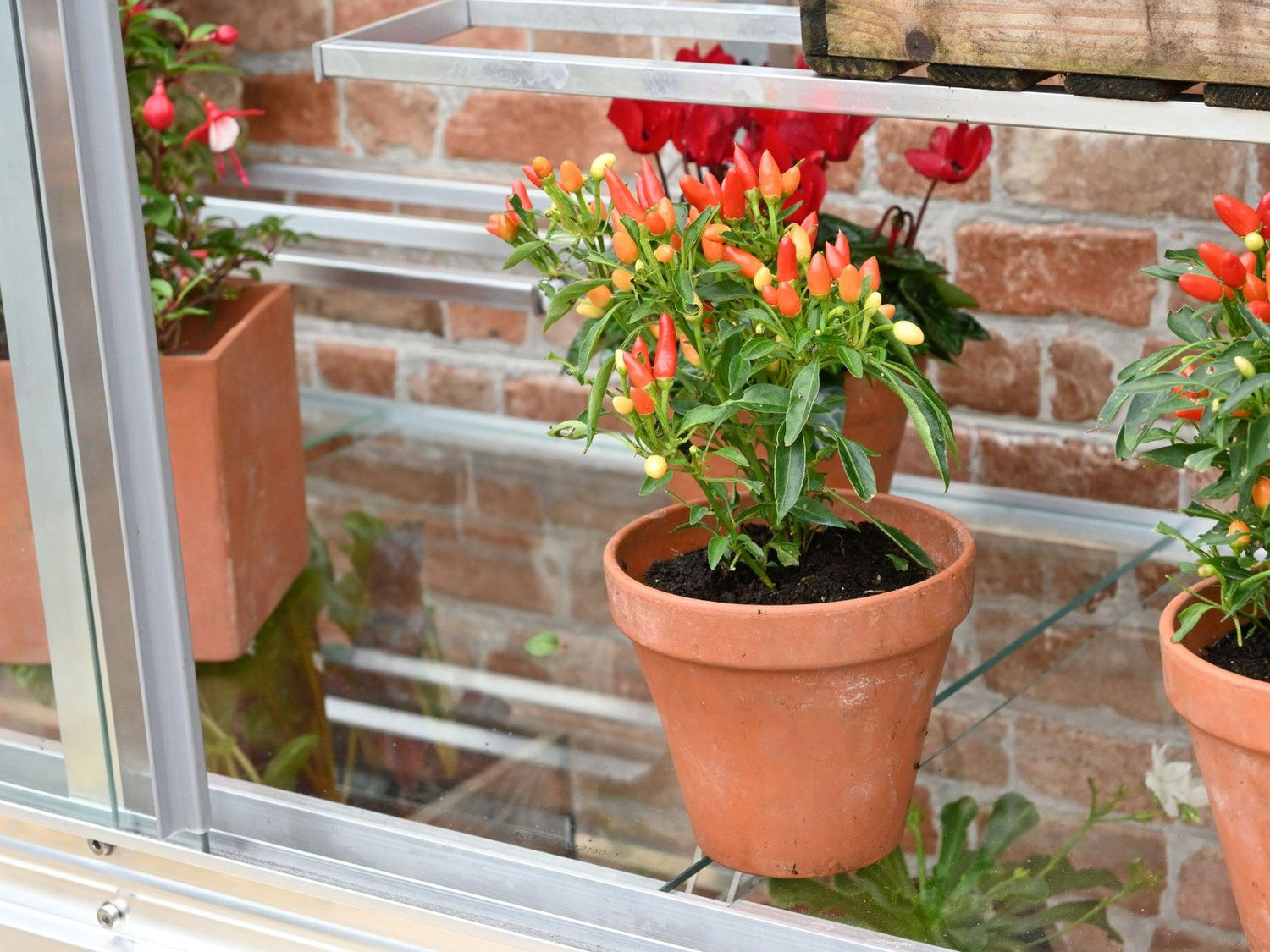 5&quot; Harewood Greenhouse