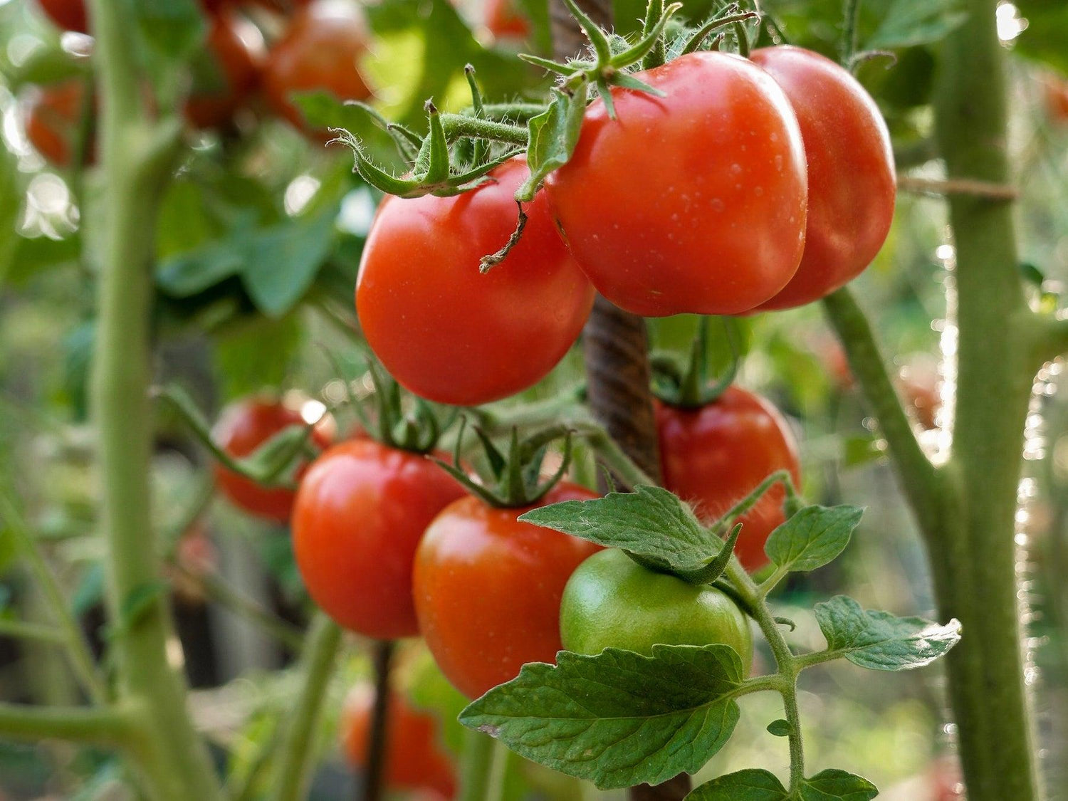 Double Tomato House